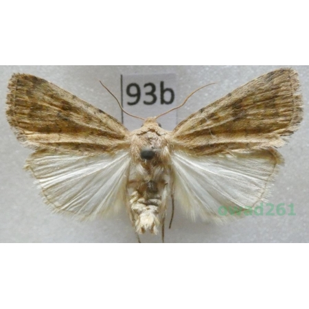 Caradrina morpheus (Hufnagel, 1766) Światłówka sennica Czech93b